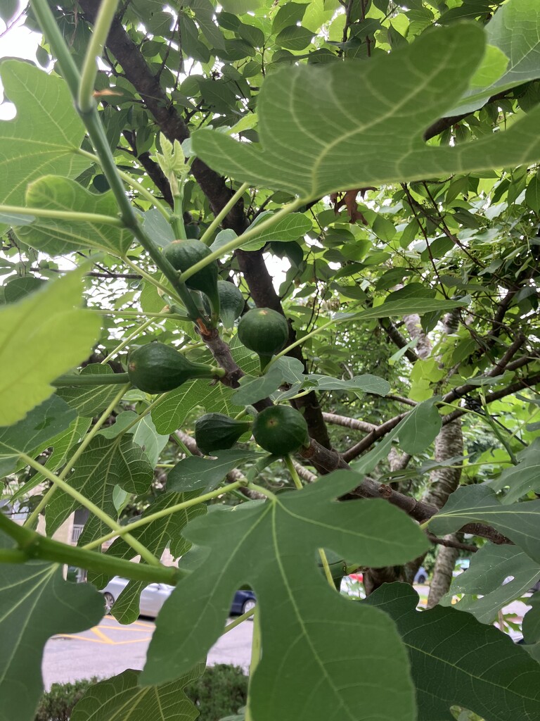 Figs Ripening  by gratitudeyear