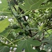 Figs Ripening 