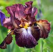 27th May 2024 - Iris