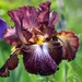 Iris by bjywamer
