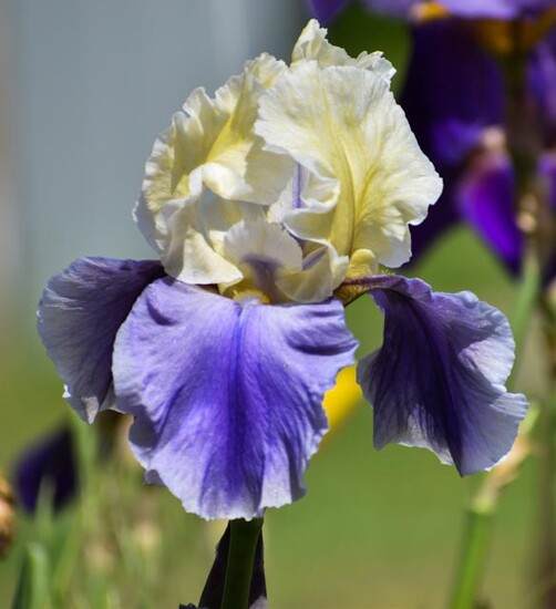 Hybrid Iris by Barb · 365 Project