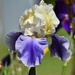 Hybrid Iris by bjywamer