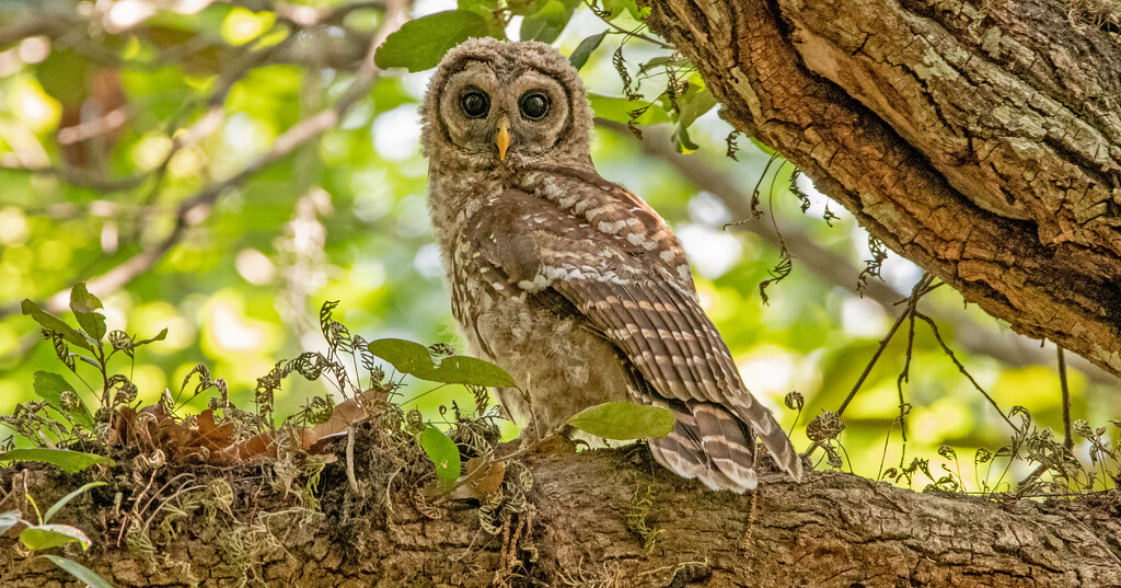 Baby Barred Owl! by rickster549