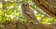 27th May 2024 - Baby Barred Owl!