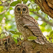 Baby Barred Owl! by rickster549