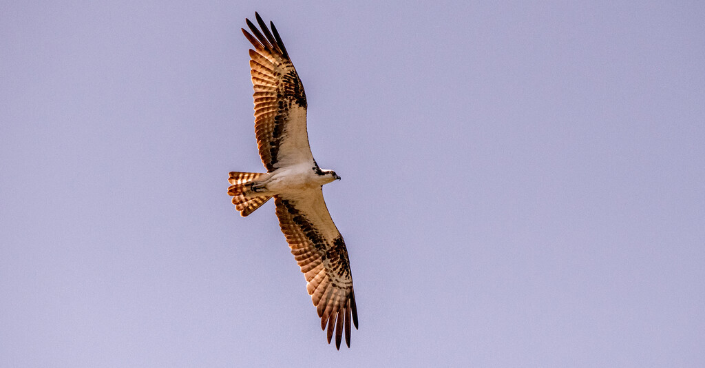 Osprey Flying Overhead! by rickster549
