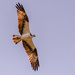 Osprey Flying Overhead!