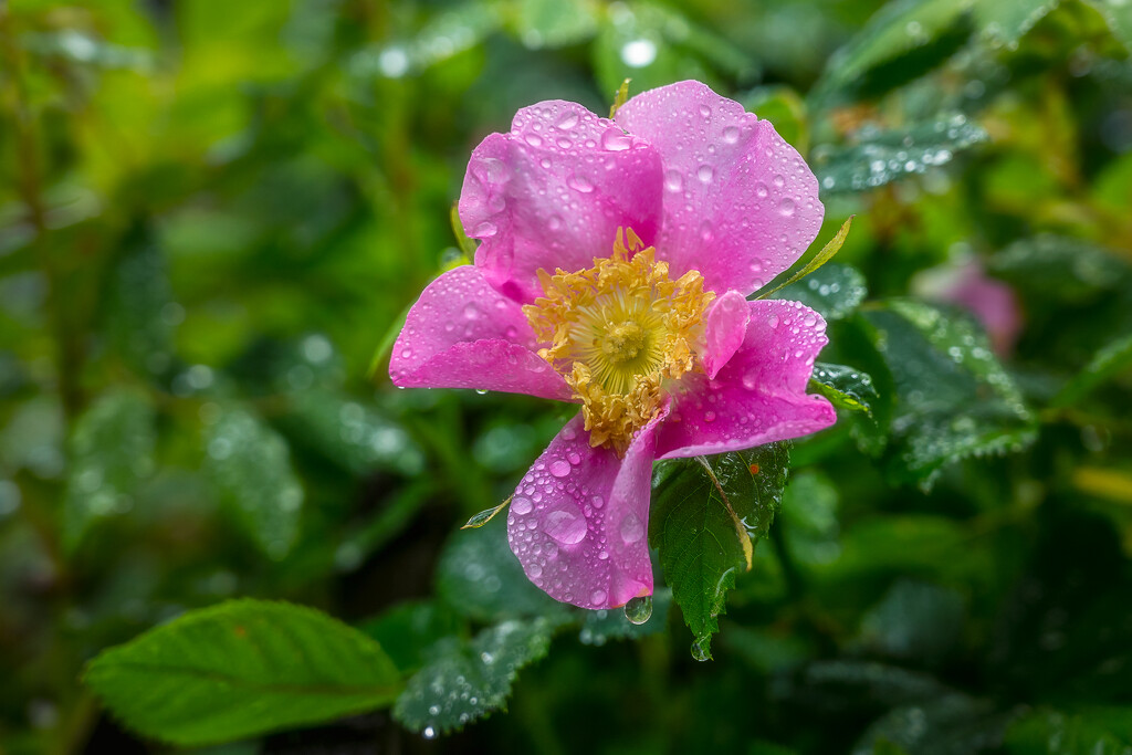 Wild Rose by cdcook48