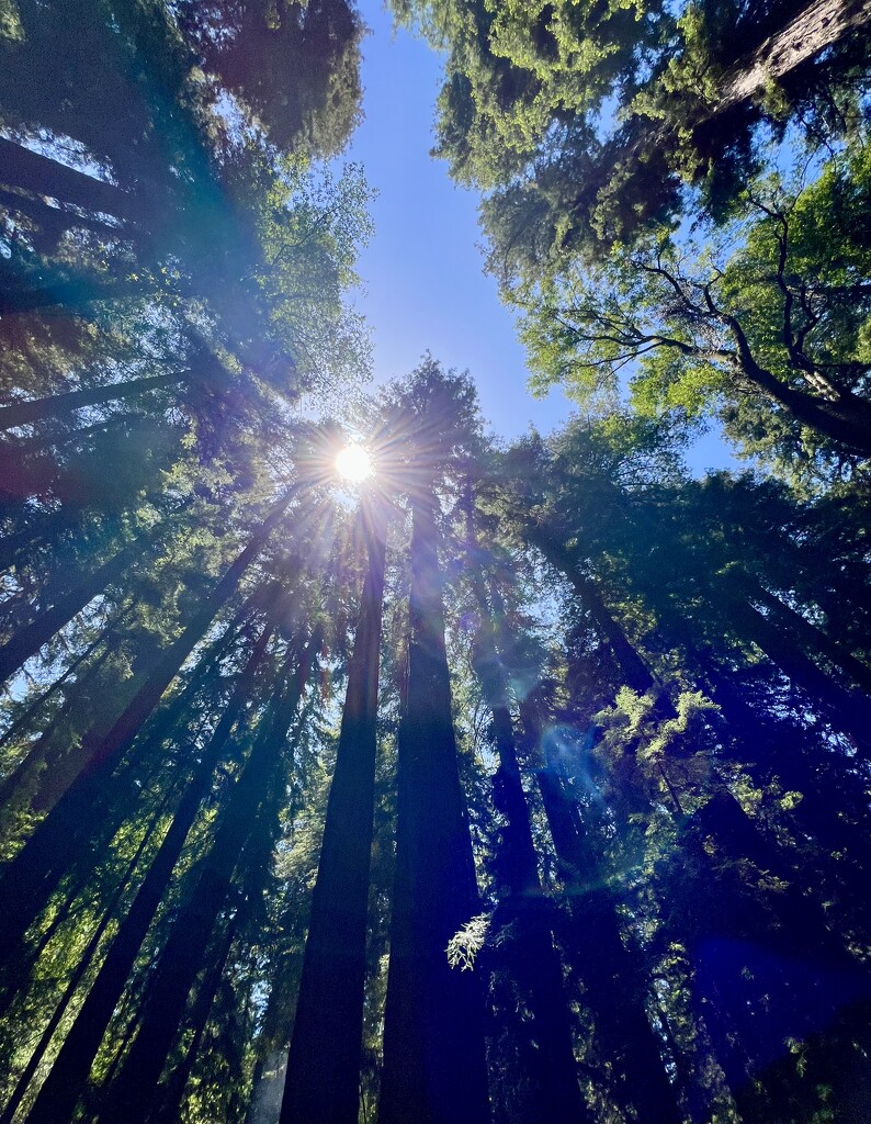 Redwoods by sjgiesman