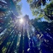 Redwoods by sjgiesman