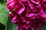 25th May 2024 - bumblebee in peony
