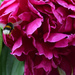 bumblebee in peony by parisouailleurs