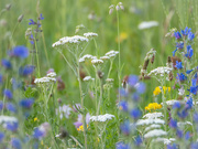 27th May 2024 - In the city meadow