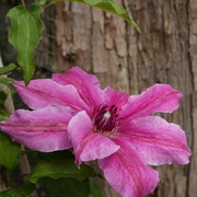 28th May 2024 - clematis 'Carnaby'