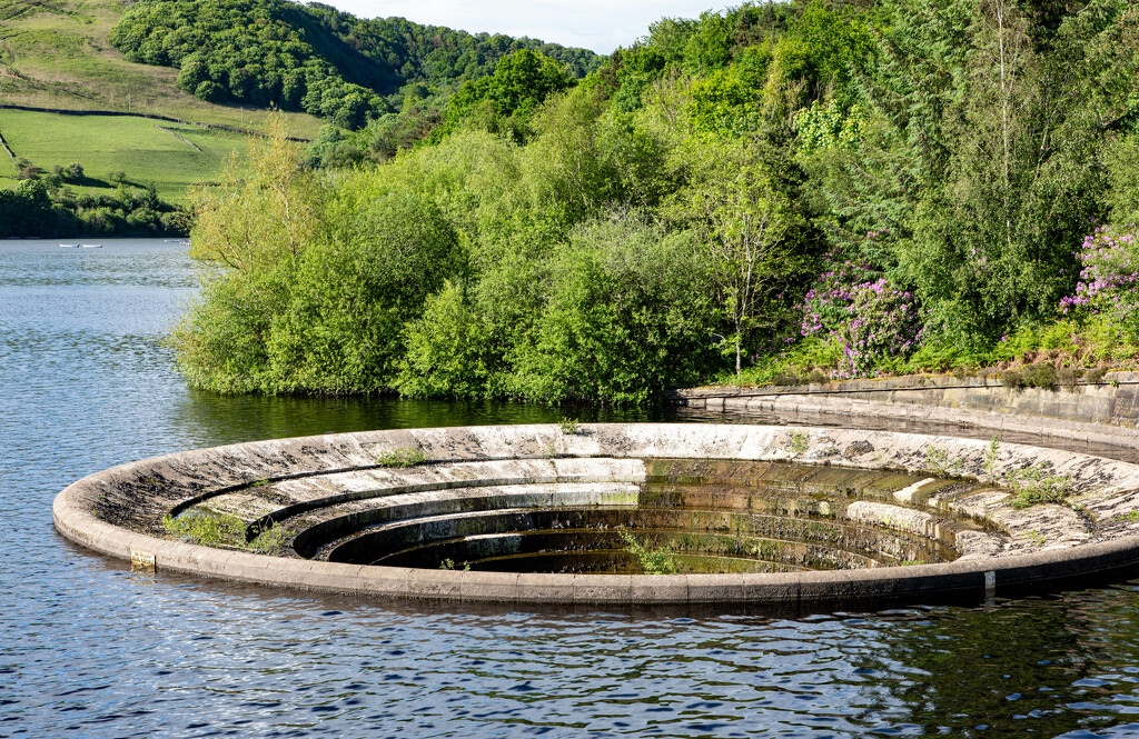 Lady Bower Plughole by tonus