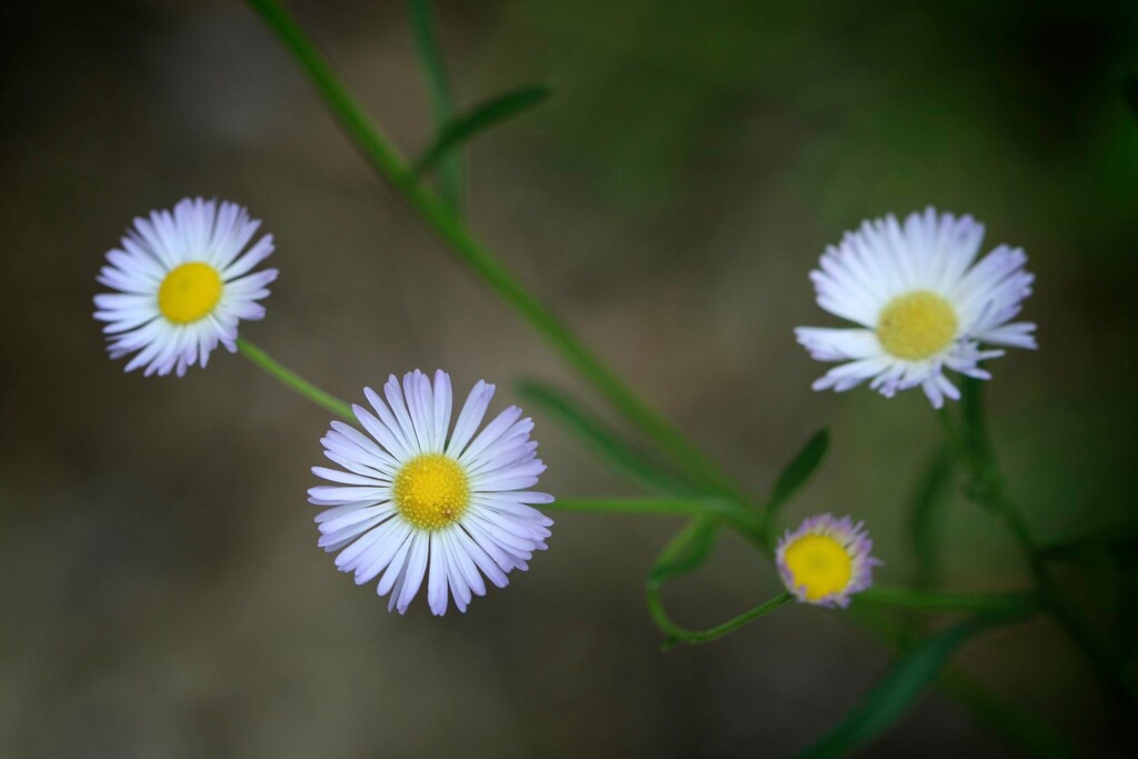 Daisy fleabane... by marlboromaam