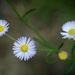 Daisy fleabane... by marlboromaam