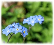 28th May 2024 - Forget-Me-Nots