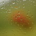 wet azalea by christophercox