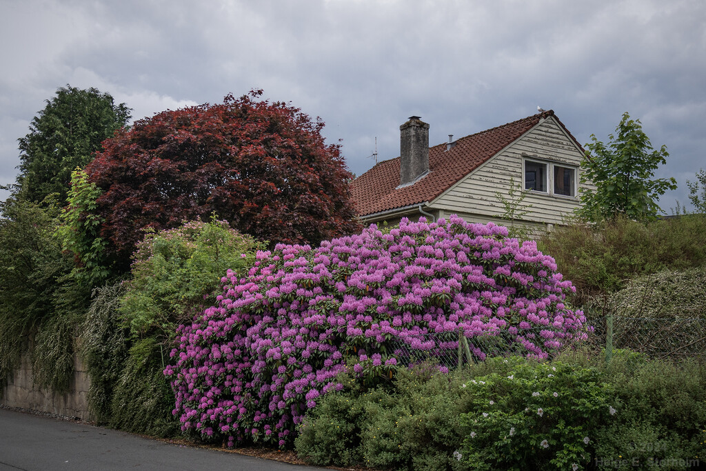 Rhododendron. Japanese maple, thuja... by helstor365