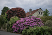 28th May 2024 - Rhododendron. Japanese maple, thuja...