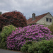 Rhododendron. Japanese maple, thuja... by helstor365