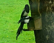 28th May 2024 - Two Magpies