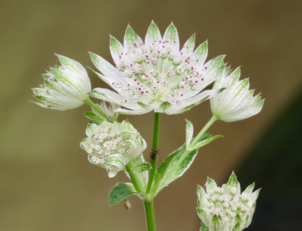 Astrantia by orchid99