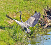 26th May 2024 - May 26 Heron With Fish Jumps Up Bank IMG_9857AAA