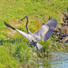 May 26 Heron With Fish Jumps Up Bank IMG_9857AAA by georgegailmcdowellcom