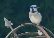 28th May 2024 - Fluffy Jay