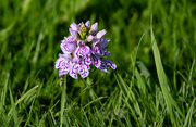 28th May 2024 - Spotted Orchid