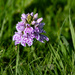 Spotted Orchid by lifeat60degrees