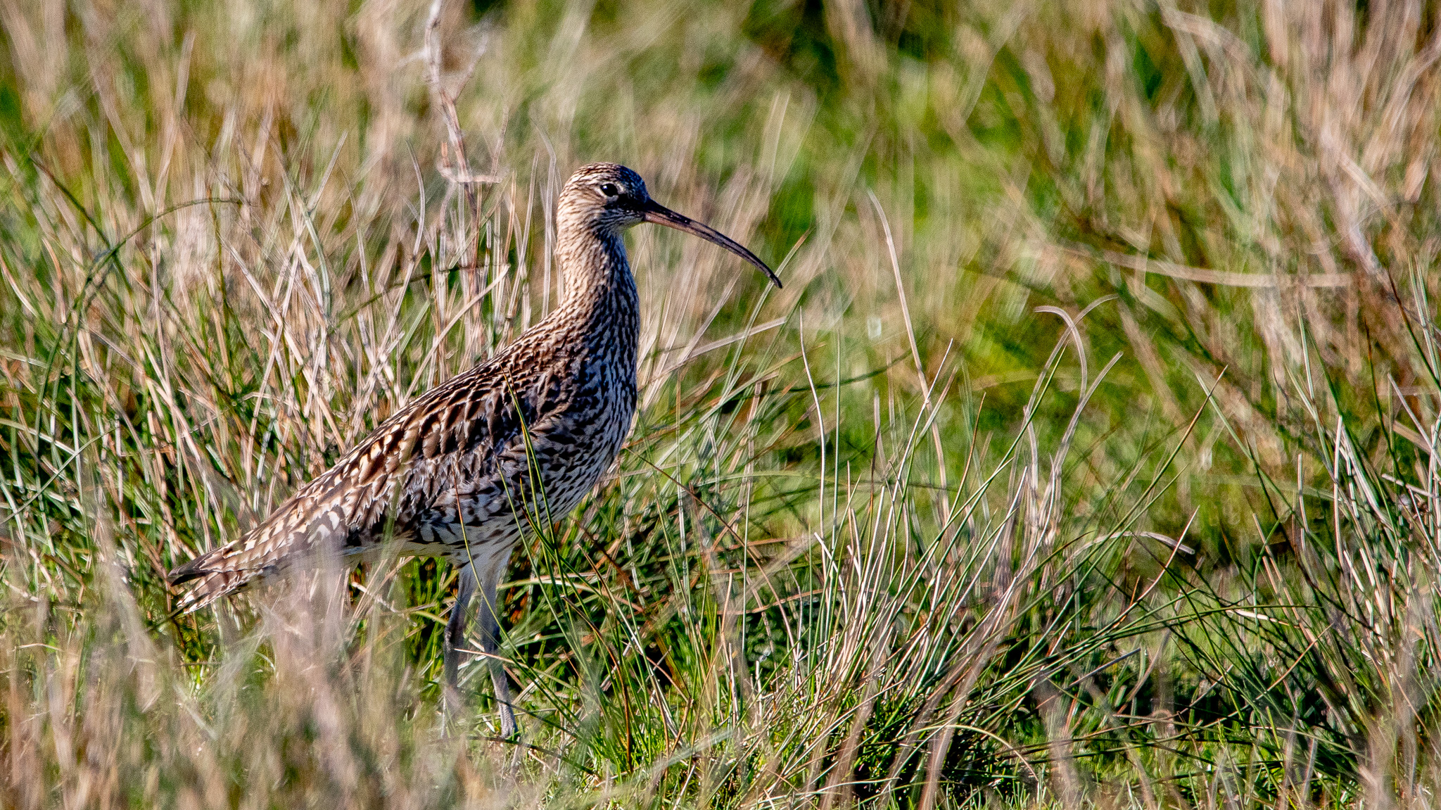 Curlew by Richard Lewis · 365 Project