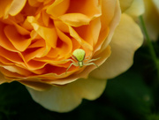 25th May 2024 - rose and spider