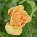 Yellow rose