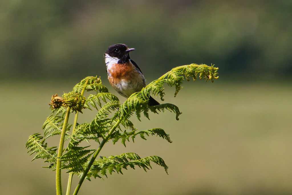 Stonechat by gaf005