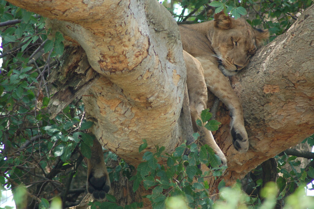Tree Climbing Lion by hannahcallier
