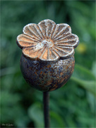 28th May 2024 - Rusty Poppy