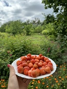 27th May 2024 - Strawberries from the garden 😍🍓