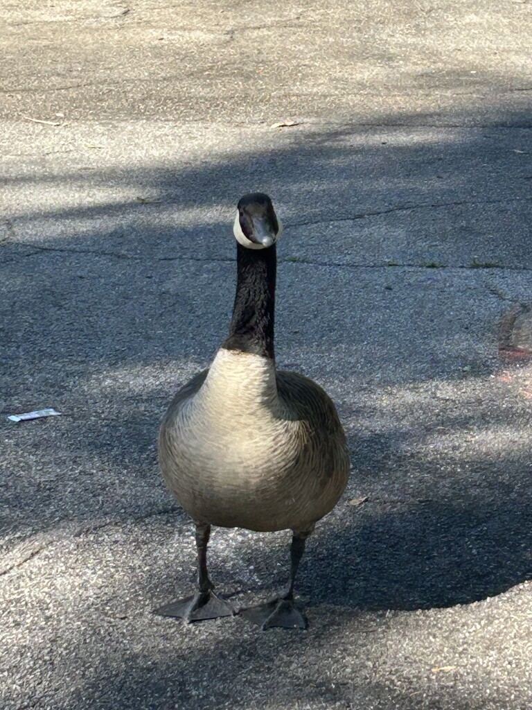 Out for a walk in Piedmont Park, Atlanta by swagman