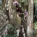 Climb a tree by pandorasecho
