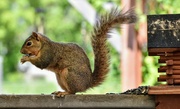 28th May 2024 - Squeaker, The Athletic Squirrel 