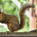 Squeaker, The Athletic Squirrel  by bjywamer