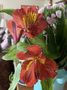 28th May 2024 - Peruvian Lily