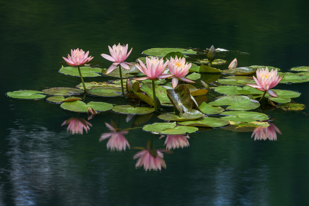 Pink Water Lilies by kvphoto