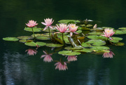 28th May 2024 - Pink Water Lilies
