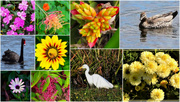 29th May 2024 -  > Favorites On My Walks Over The Last Few weeks ~ 