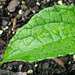 Raindrops on a leaf...