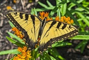 26th May 2024 - Eastern Tiger Swallowtail